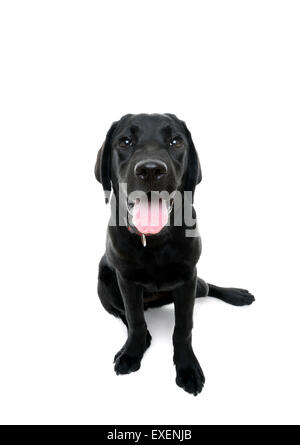 Schwarzer Labrador Retriever Blick in die Kamera, die isoliert auf weißem Hintergrund ausschneiden Stockfoto