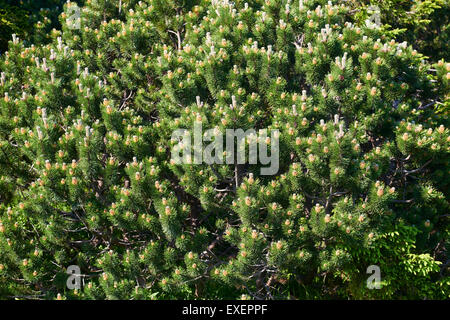 Zwerg-Mountain Pine (Pinus Mugo) Bäume wachsen im Nadelwald Lebensraum Riesengebirge, Riesengebirge Stockfoto