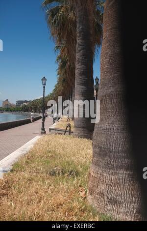 Ältere Palmen entlang der Uferpromenade der Altstadt von milazzo Stockfoto