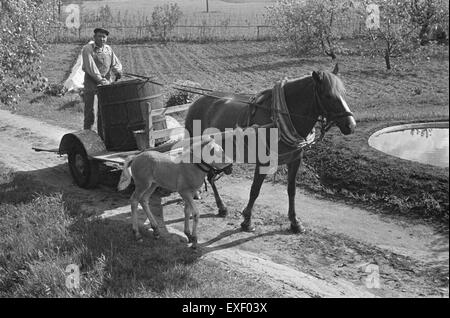 Dieses Bild zeigt eine Pferdekutsche mit einem Pferd und seinem Fohlen. Die historische Szene reflektiert den Einsatz von Pferdetransporten in ländlichen Gegenden und zeigt die Verbindung zwischen den Tieren und ihre Rolle im Transport des frühen 20. Jahrhunderts. Stockfoto
