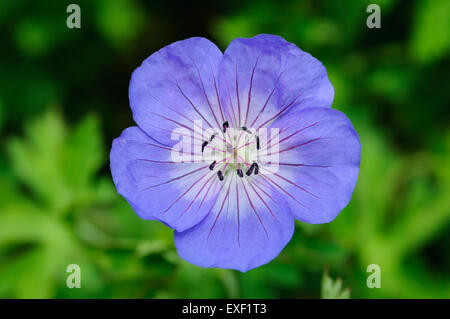 Geranium Rozanne "Gerwat" Stockfoto