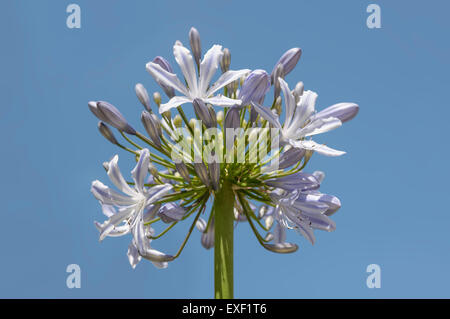 Agapanthus Blume gegen einen blauen Himmel Stockfoto