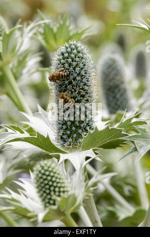 Bienen sammeln Pollen von Eryngium Giganteum 'Miss Willmott Geist' Stockfoto