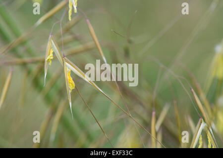 Stipa gigantea. Goldenen Hafer Blütenköpfe Stockfoto