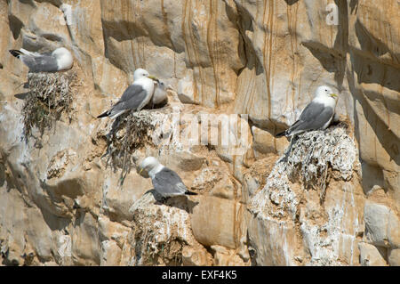 Dreizehenmöwe (Rissa Tridactyla) Erwachsene und junge, Verschachtelung Kolonie auf Klippe, Seaford Kopf, East Sussex, England, Juli Stockfoto