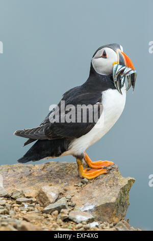 Papageitaucher (Fratercula Arctica) thront auf Felsen mit Sandaalen. Skomer Island, Pembrokeshire Stockfoto