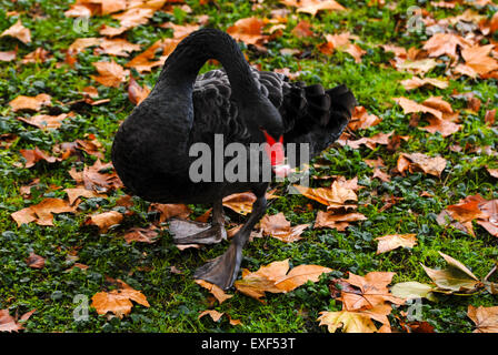 Black Swan im Hyde Park, London, UK im Herbst Stockfoto