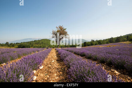 Einsamer Baum in einem Feld von Lavendel nahe dem Dorf Monieux, in der Nähe von Sault Provence Frankreich EU Stockfoto