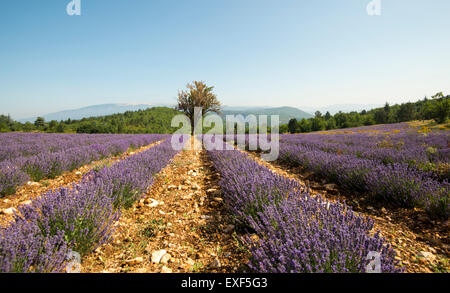 Einsamer Baum in einem Feld von Lavendel nahe dem Dorf Monieux, in der Nähe von Sault Provence Frankreich EU Stockfoto