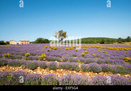 Einsamer Baum in einem Feld von Lavendel nahe dem Dorf Monieux, in der Nähe von Sault Provence Frankreich EU Stockfoto