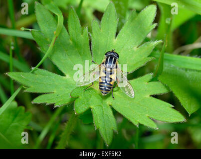 Brindel Hoverfly oder Sunfly - Helophilus pendelnden auf Blatt Stockfoto