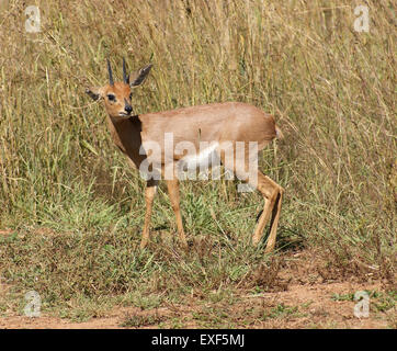 Antilope gesehen in Botswana, Afrika Stockfoto