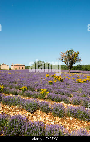 Einsamer Baum in einem Feld von Lavendel nahe dem Dorf Monieux, in der Nähe von Sault Provence Frankreich EU Stockfoto