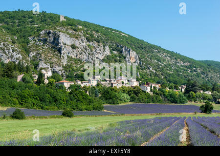 Ein Feld von Lavendel in der Nähe von Dorf Monieux, in der Nähe von Sault Provence Frankreich EU Stockfoto