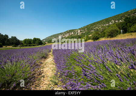 Ein Feld von Lavendel in der Nähe von Dorf Monieux, in der Nähe von Sault Provence Frankreich EU Stockfoto