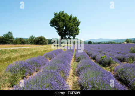 Ein Feld von Lavendel in der Nähe von Dorf Monieux, in der Nähe von Sault Provence Frankreich EU Stockfoto