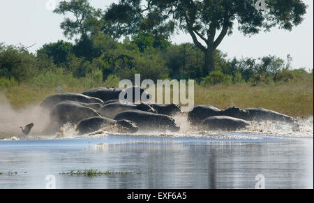 Herde von Hioops läuft in einen Fluss auf das Moremi Game Reserve in Botswana, Afrika Stockfoto