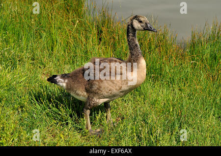 Canada Goose Gosling Gras von Seite des Sees Stockfoto