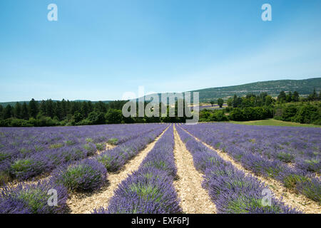 Ein Lavendelfeld in der Nähe von Sault Provence Frankreich EU Stockfoto