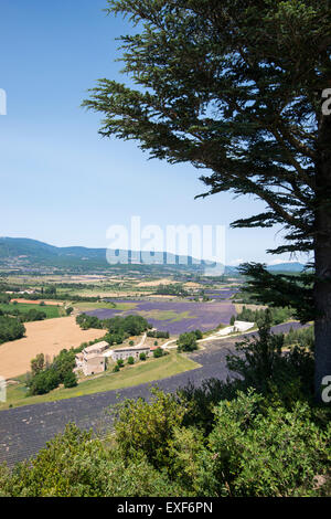 Ein Blick über Lavendelfelder in der Nähe von Sault Provence Frankreich EU Stockfoto