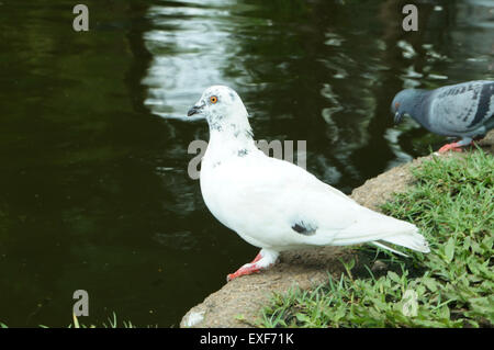 weiße Taube am Flussufer Stockfoto