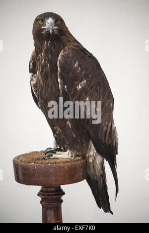 Harris Hawk auf Barsch Stockfoto