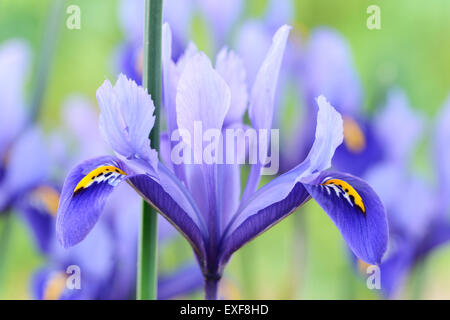 Iris 'Harmony' Reticulata Februar Stockfoto