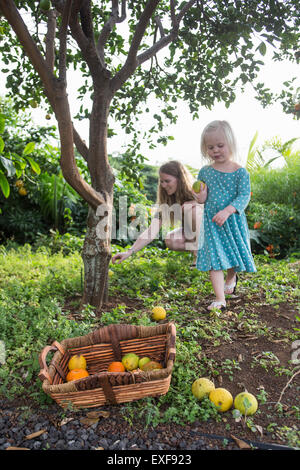 Junge Frau und Kleinkind Tochter Ernte frische Orangen im Garten Stockfoto