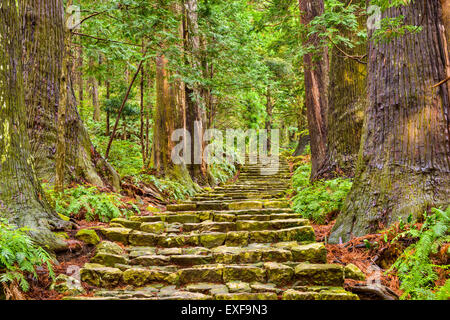 Kumano Kodo mit Daimon-Zaka Neigung, einen Heiligen Trail und Weltkulturerbe in Nachi, Wakayama, Japan. Stockfoto