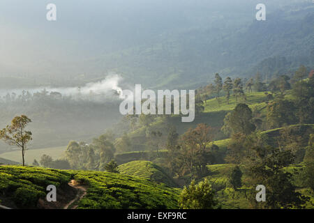Teeplantage, Kerala, Indien Stockfoto