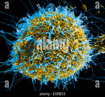 Filamentösen Ebola-Virus-Partikel (farbige blau) angehende aus einer chronisch-infizierten VERO E6 Zelle (farbige gelb) Stockfoto