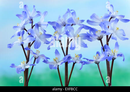 Chionodoxa Forbesii "Blauen Riesen" Ruhm des Schnees März Stockfoto