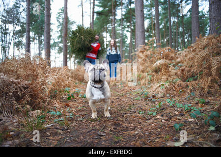 Porträt des Hundes vor jungen Paar mit Weihnachtsbaum im Wald Stockfoto