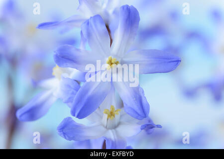 Chionodoxa Forbesii "Blauen Riesen" Ruhm des Schnees März Stockfoto