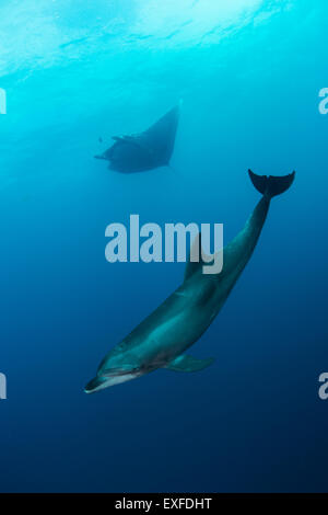 Wilde Delfine und riesige Manta schwimmen, San Benedicto Revillagigedo, Mexiko Stockfoto