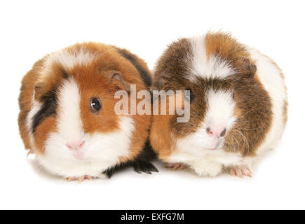 Zwei Erwachsene in einem Studio für Meerschweinchen Stockfoto