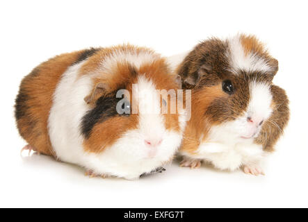 Zwei Erwachsene in einem Studio für Meerschweinchen Stockfoto