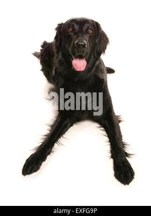 Wohnung coated Retriever alleinstehenden Verlegung in ein studio Stockfoto