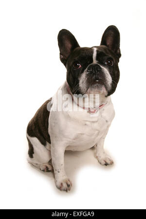 Französische Bulldogge einzigen Erwachsenen sitzen in einem studio Stockfoto