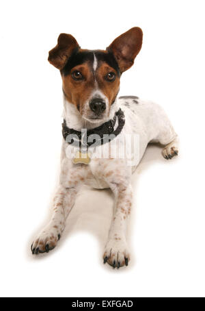 Jack Russell Terrier alleinstehenden Verlegung in ein studio Stockfoto