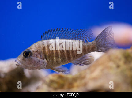 Afrikanischen Rift See Cichlid Fisch alleinstehende Erwachsene in einem aquarium Stockfoto