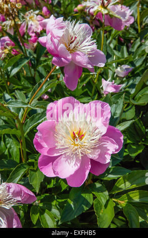Extravagante rosa und Weiße Pfingstrose Blumen in einem englischen Garten im Sommer-Königreich Stockfoto