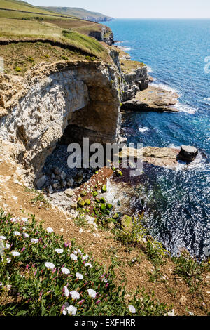 Küste von Dorset an Seacombe Cliff in der Nähe von St Aldhelm Kopf und Wert Matravers Stockfoto