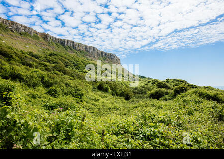 Emmetts Hill in der Nähe von Chapmans Pool und St Aldhelm Kopf in Dorset mit Macchia bedeckt Undercliff UK Stockfoto