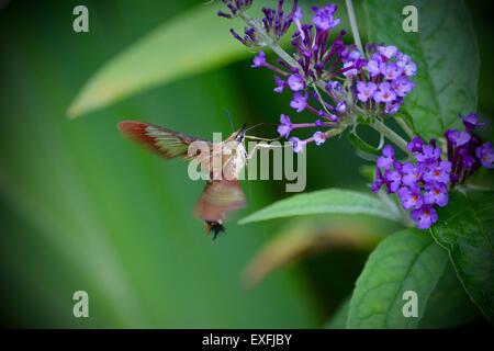 Tierwelt, Kolibri Motte auf Schmetterlingsstrauch, Insekt, Natur Stockfoto