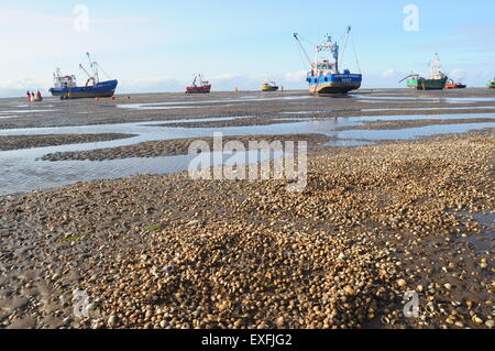 Herzmuschel Betten auf dem Toft Sand in The Wash off des Hafens von Boston in Lincolnshire. Stockfoto