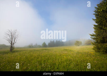 Sommerwiese im Morgennebel Stockfoto