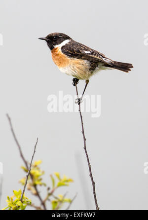 Männlichen europäischen Schwarzkehlchen Saxicola Rubicola thront auf einem dünnen Blackthorn Zweig Gower Halbinsel South Wales UK Stockfoto