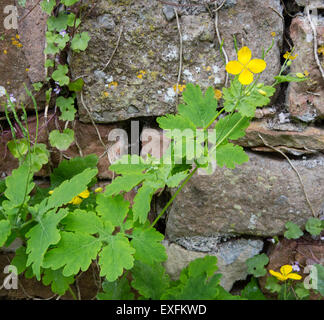 Größere Schöllkraut Chelidonium Majus wächst durch einen Stein Wand in Somerset UK Stockfoto