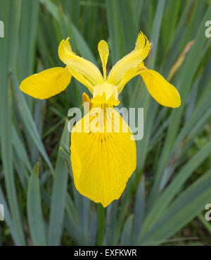 Gelbe Flagge oder Iris Blume Detail - in Feuchtgebieten an Qualitätsorientierung Burrows auf der South Wales Küste UK zeigt die dreiteilige Struktur Stockfoto